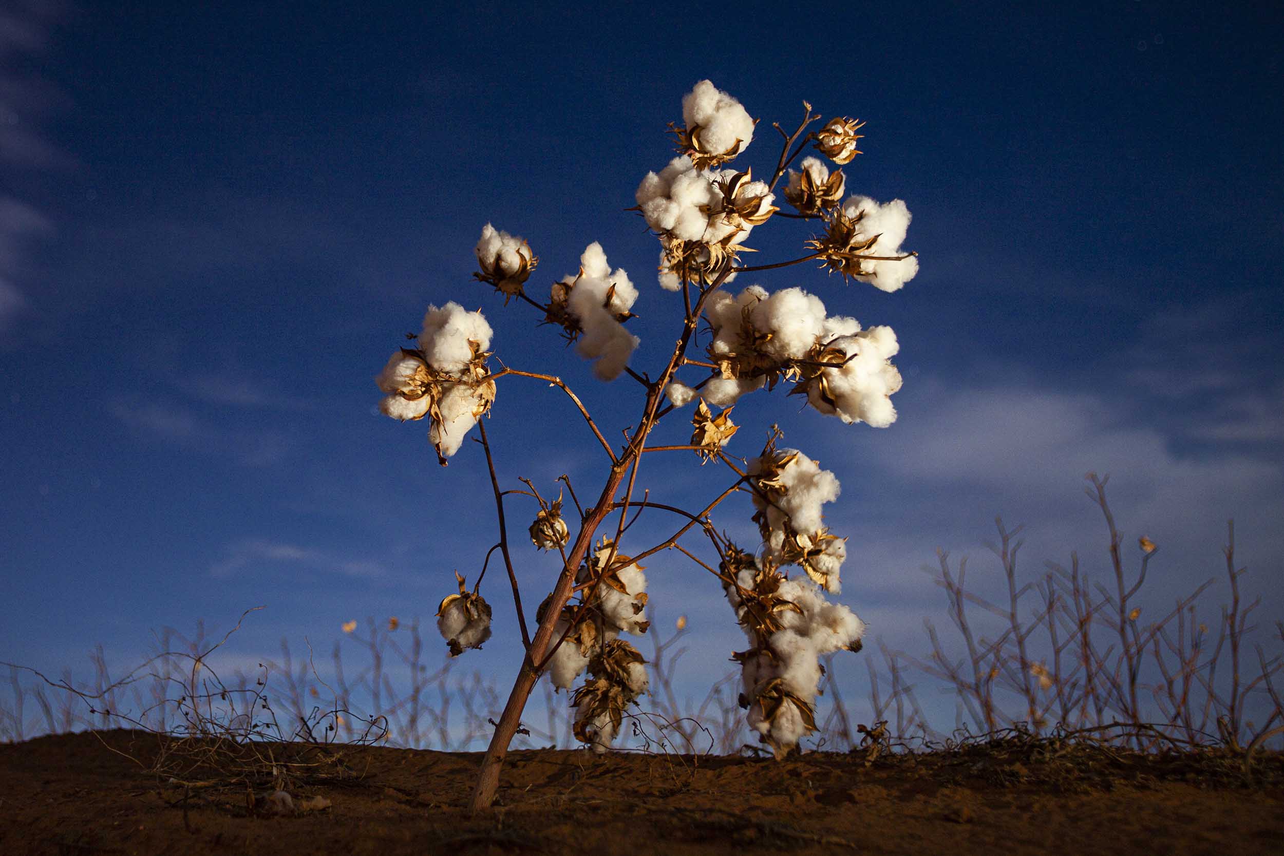 Cotton Marketing Services